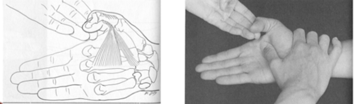 <p>KH: IP és MCP flexio, abductio</p><p>Zárja be (mozgás a tenyér síkjában)</p><p>Ellenállás: proximalis phalanxra adductioval szemben</p>
