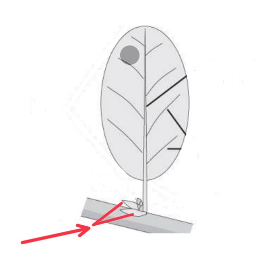 knowt flashcard image
