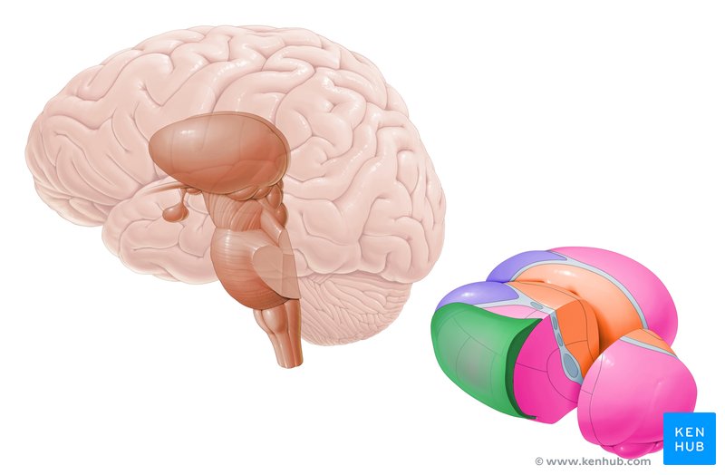 <p>t<span style="color: red;">he brain’s <strong>sensory relay system</strong>, directs incoming sensory messages to the correct areas in the brain.</span></p>
