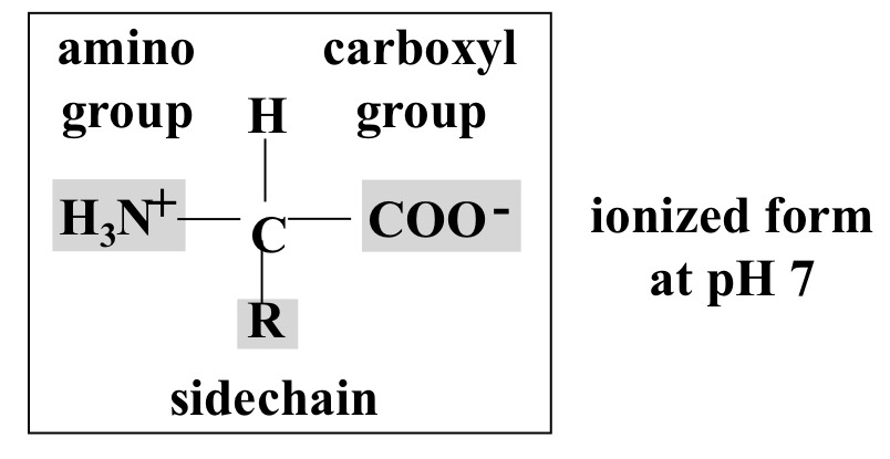 Monomer of protein with identical backbone but differing R groups/side chains 