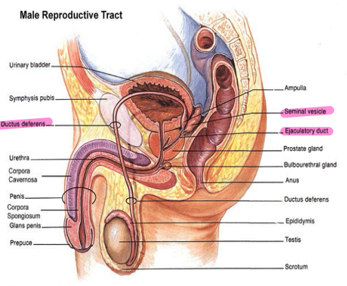 <p><strong>Ductus Deferens</strong></p><p>-Long, muscular duct</p><p>-Transports _____________ from _________ to __________ duct</p><p>-Located within spermatic cord, joins ________ vesicle duct to form ejaculatory ____</p>