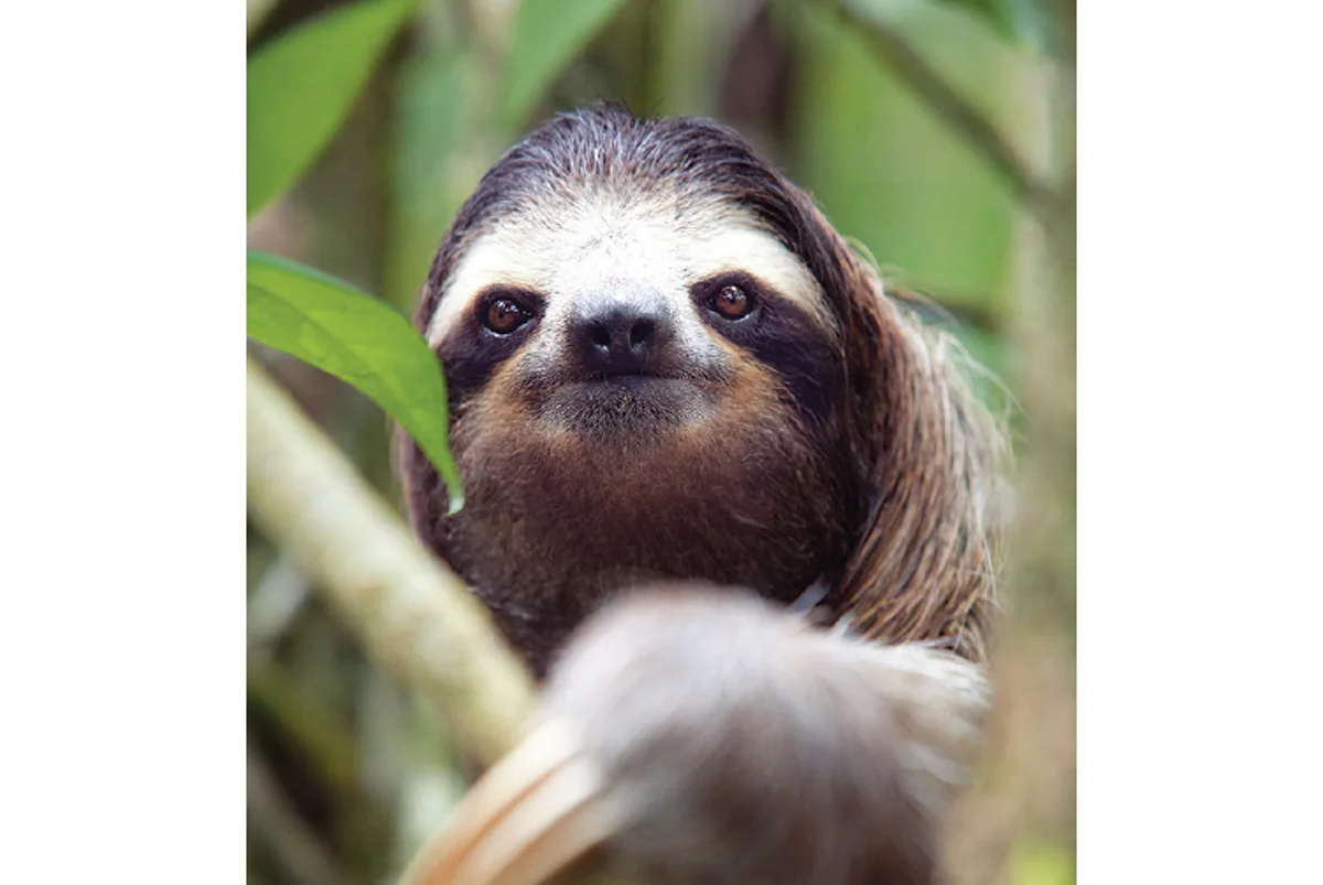 <p>Sloth family; order Pilosa</p>