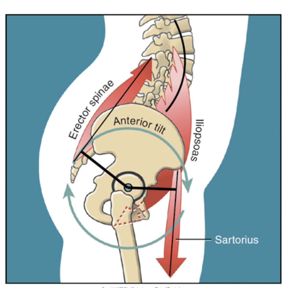 <p>hip flexors and erector spinae work together in a rotary motion in the same direction</p>