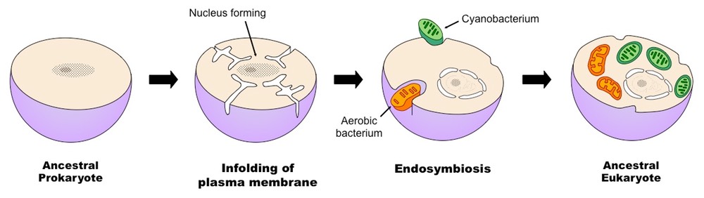 eukaryotic cells acquired some organelles by developing a symbiotic relationship with a once living free bacterium 
-> chloroplast formed in plants
-> mitochondria in eukaryotes