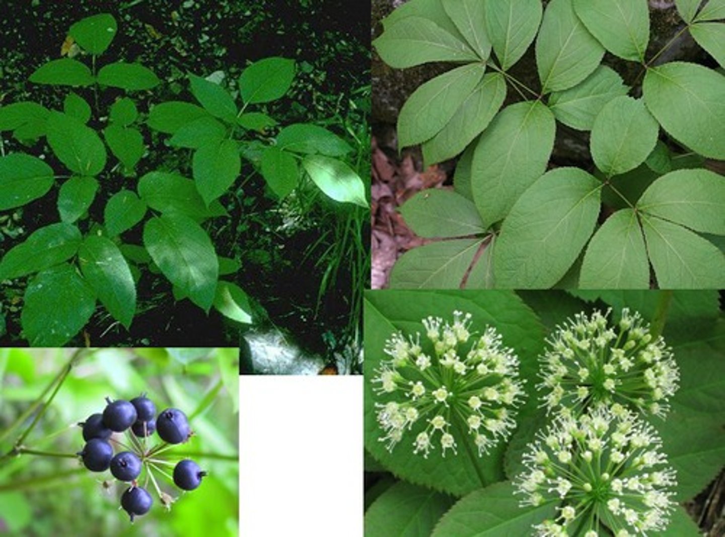 <ul><li><p>“naked stem”</p></li><li><p>3-umbled spherical inflorescence</p></li><li><p>compound leaf</p></li></ul><p>Species</p>