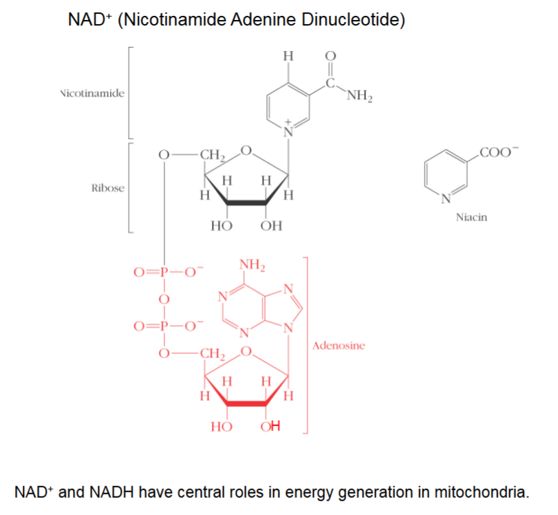 <p>Nicotinamide is the amide derivative of niacin (B-vitamin derivative). Sole function of molecule is proton/electron transport.</p>