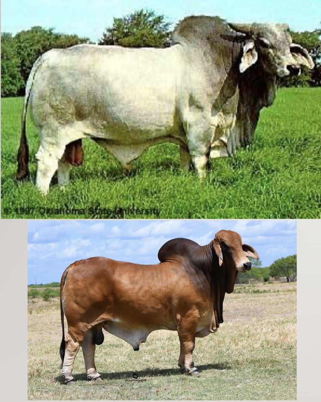 <ul><li><p>﻿Bos indicus cattle produce an oily secretion from sebaceous glands which has a distinctive odor and reportedly to assist in repelling insects.</p></li><li><p>﻿﻿Instead of a "moo" they produce a grunt. The color usually gray, but sometimes red.</p></li><li><p>﻿﻿Horns usually curve upward and are sometimes tilted to the rear.</p></li></ul>