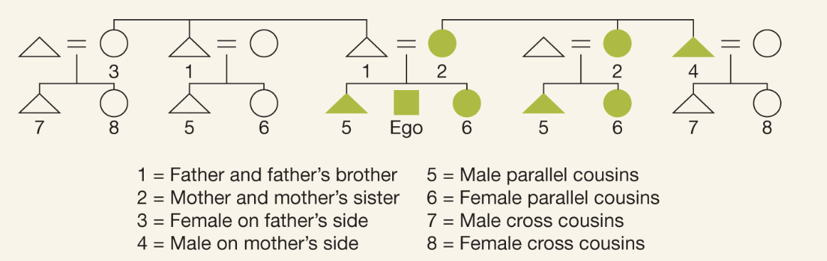<p>system can be traced either matrilineally or matrilineally. Same term is used for father and father’s brother and for mother and mother’s sister, reflecting shared membership in lineages</p>