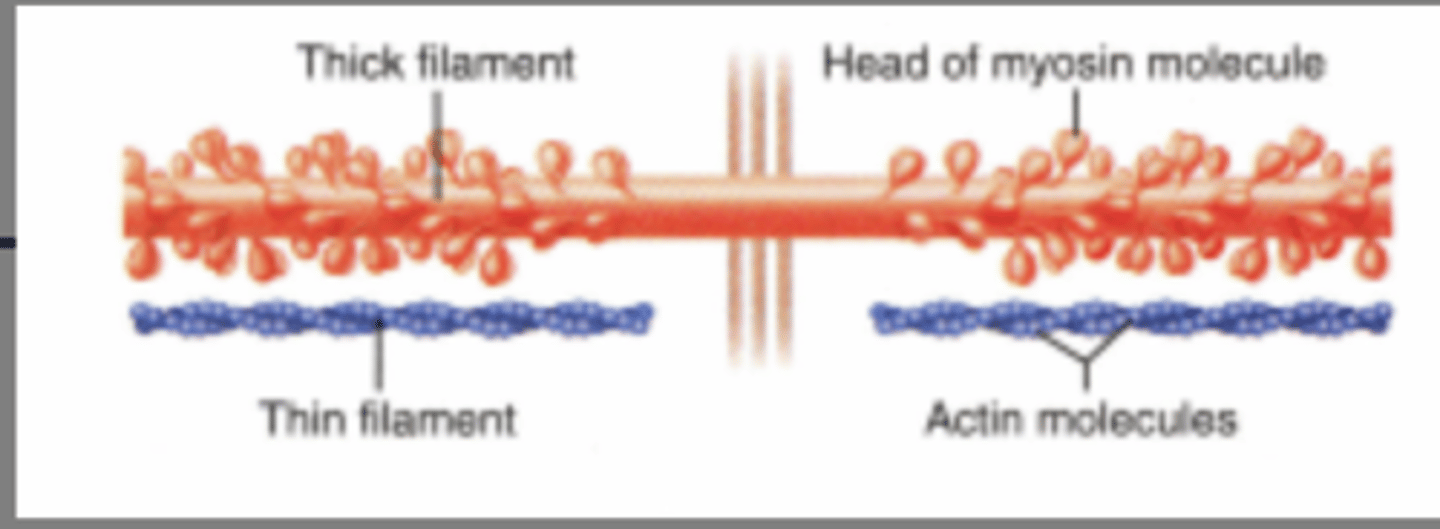 <p>The contractile proteins, actin and myosin, of muscle cells</p>