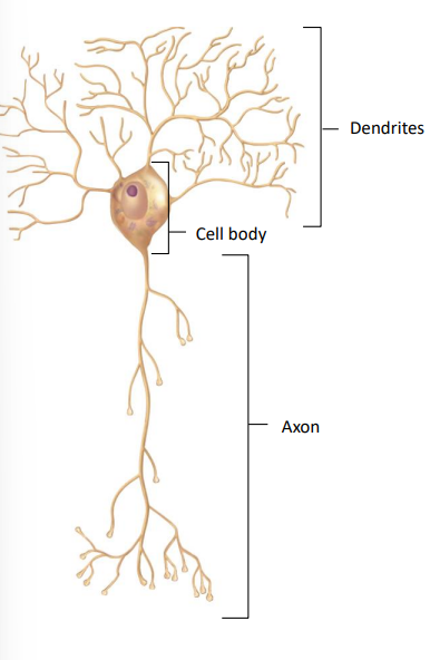 <p>most common type of neuron</p><p>includes all motor neurons and most interneurons</p><p>multiple processes extend directly from neuron cell body (soma)</p><p>typically has multiple dendrites and one axon </p><p>includes all motor neurons and most interneurons</p>