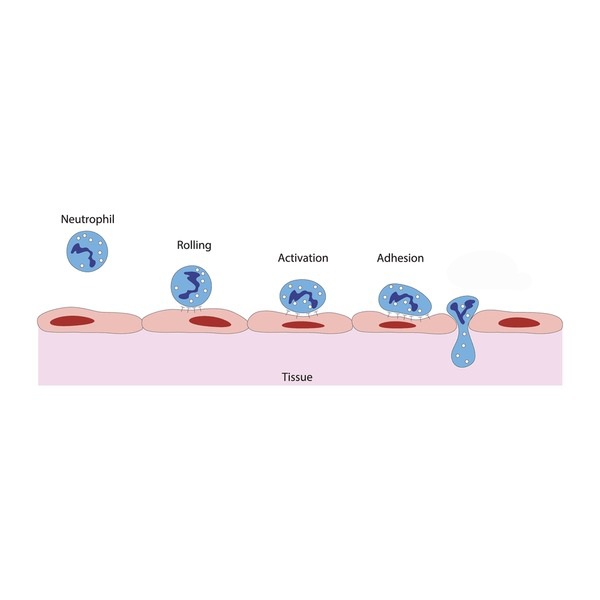 <p>leukocytes migrating from bloodstream to interstitial fluid, occurs thru walls of post capillary venules (smallest vein)</p>