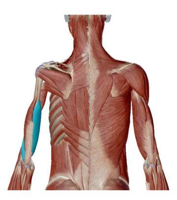<p>Musculus Triceps Brachii <strong>caput mediale </strong></p>