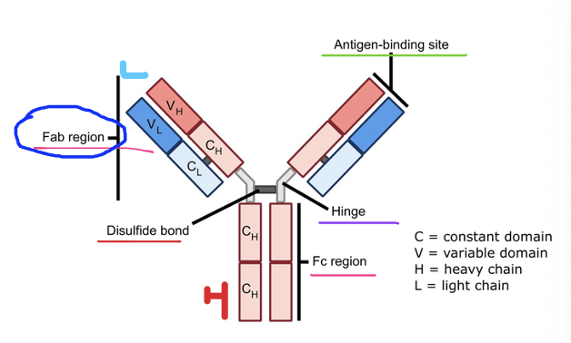 <p>antibody structure - general</p><ul><li><p>______ (mirror image)</p><ul><li><p>2 Fab (binds antigen)</p></li><li><p>Fc (binds Fc receptors)</p></li></ul></li><li><p>_____</p><ul><li><p>2 identical heavy (red)</p></li><li><p>2 identical light (blue)</p></li></ul></li><li><p>_____</p><ul><li><p>variable (VH and VL)</p><ul><li><p>variable (V) regions (VH and VL)</p><ul><li><p>no 2 B cells will do what?</p></li></ul></li></ul></li><li><p>constant (CH and CL)</p><p></p></li></ul></li></ul><p></p>