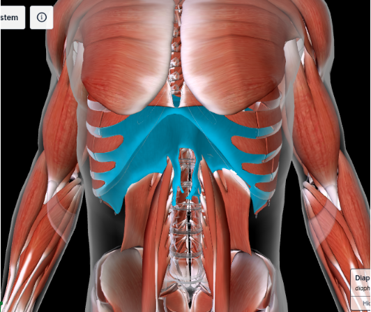 <p><strong>EXPANDS THORACIC CAVITY </strong></p><ul><li><p>Below the external, internal, transverse obliques and the rectus abdominis </p></li></ul><p></p>