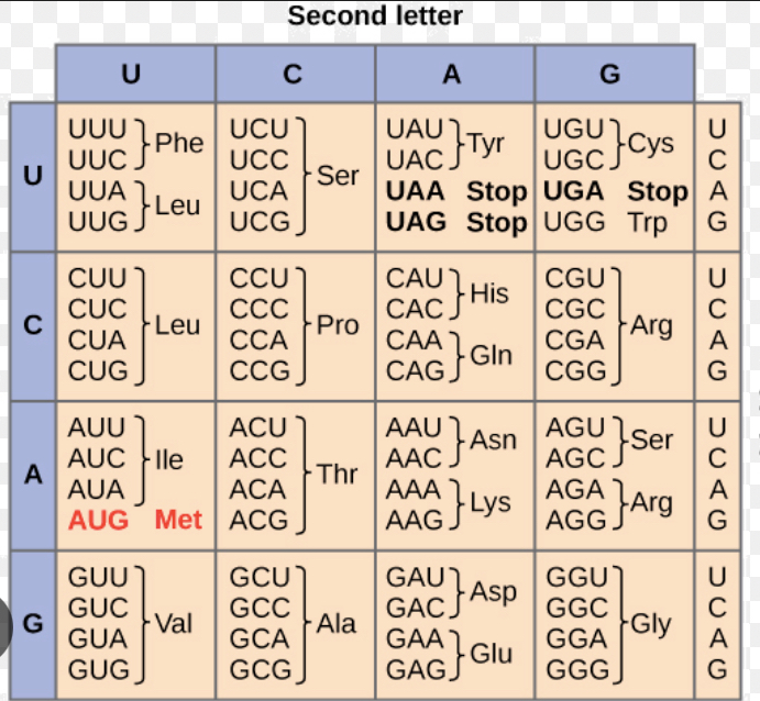 <p>The DNA shown below is a transcribed part of a gene. The region highlighted in yellow is an intron. What amino acids will be produced?</p><p></p><p>               5’—ATTCGATCCG<strong>GCTGAC</strong>AT-3’</p><p>Template:3'—TAAGCTAGGC<strong>CGACTG</strong>TA-5</p><p> </p>
