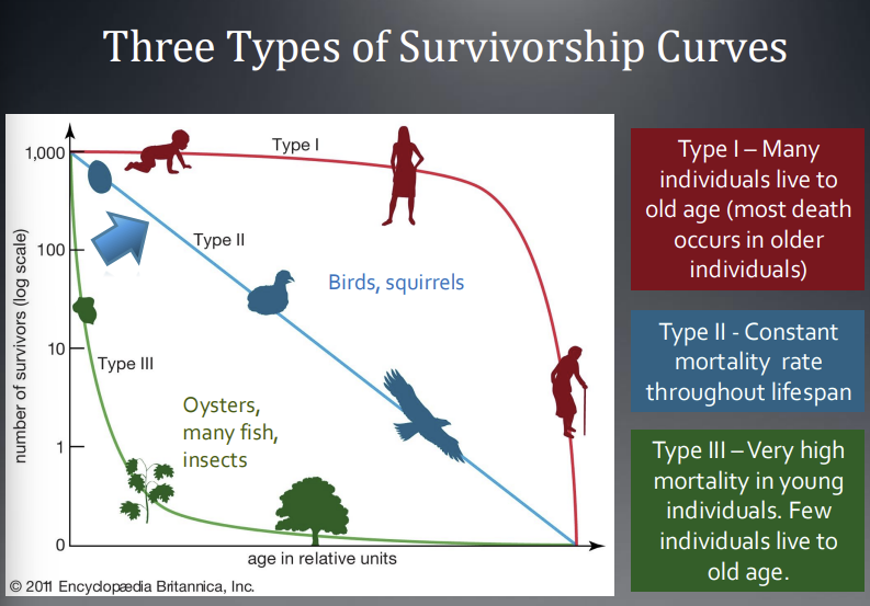 <p>Type I, Type II, and Type III </p>