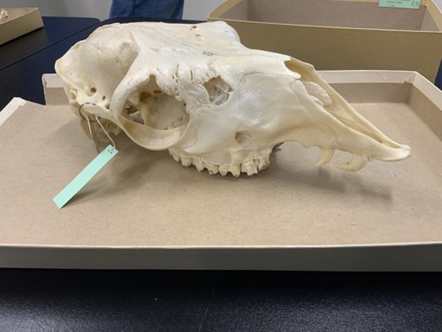 <p>Family, Order, Infraclass, Subclass</p><p>-2 curving C-like teeth, 1c</p><p>-postorbital bar</p><p>-selenodont</p>