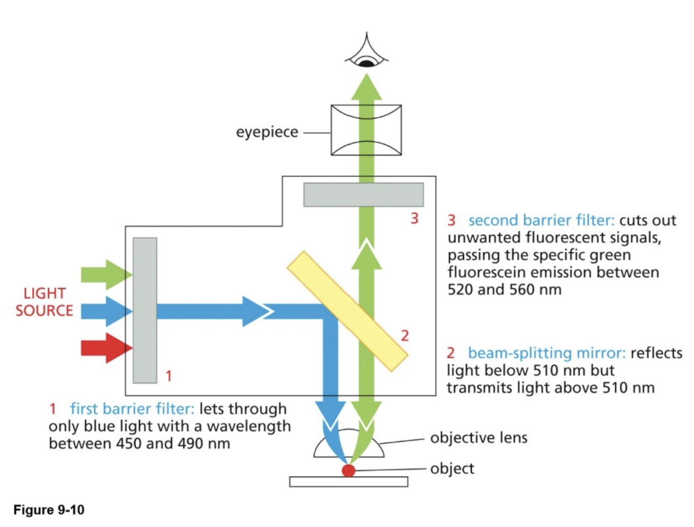 <p>A fluorescent molecule absorbs light of a specific wavelength (λ) and then emits light of a longer wavelength (λ)</p><ul><li><p>Fluorescent molecules (GFP) absorb light at 460 nm and emit light at 520 nm</p></li></ul><p>Parts of the microscope:</p><ul><li><p><strong>Barrier filters</strong>: transmit (allow through) specific wavelengths</p><ul><li><p>Excitation wavelength — one that we excite the fluorescent molecule with </p></li><li><p>Emitted wavelength — one that the fluorescent molecule emits  </p></li></ul></li><li><p><strong>Beam splitting mirror (dichroic): </strong> transmits light above a specific wavelength and reflects light below</p><ul><li><p>Outcome: bright image (1 color) against dark background </p></li></ul></li></ul><p></p><p></p>
