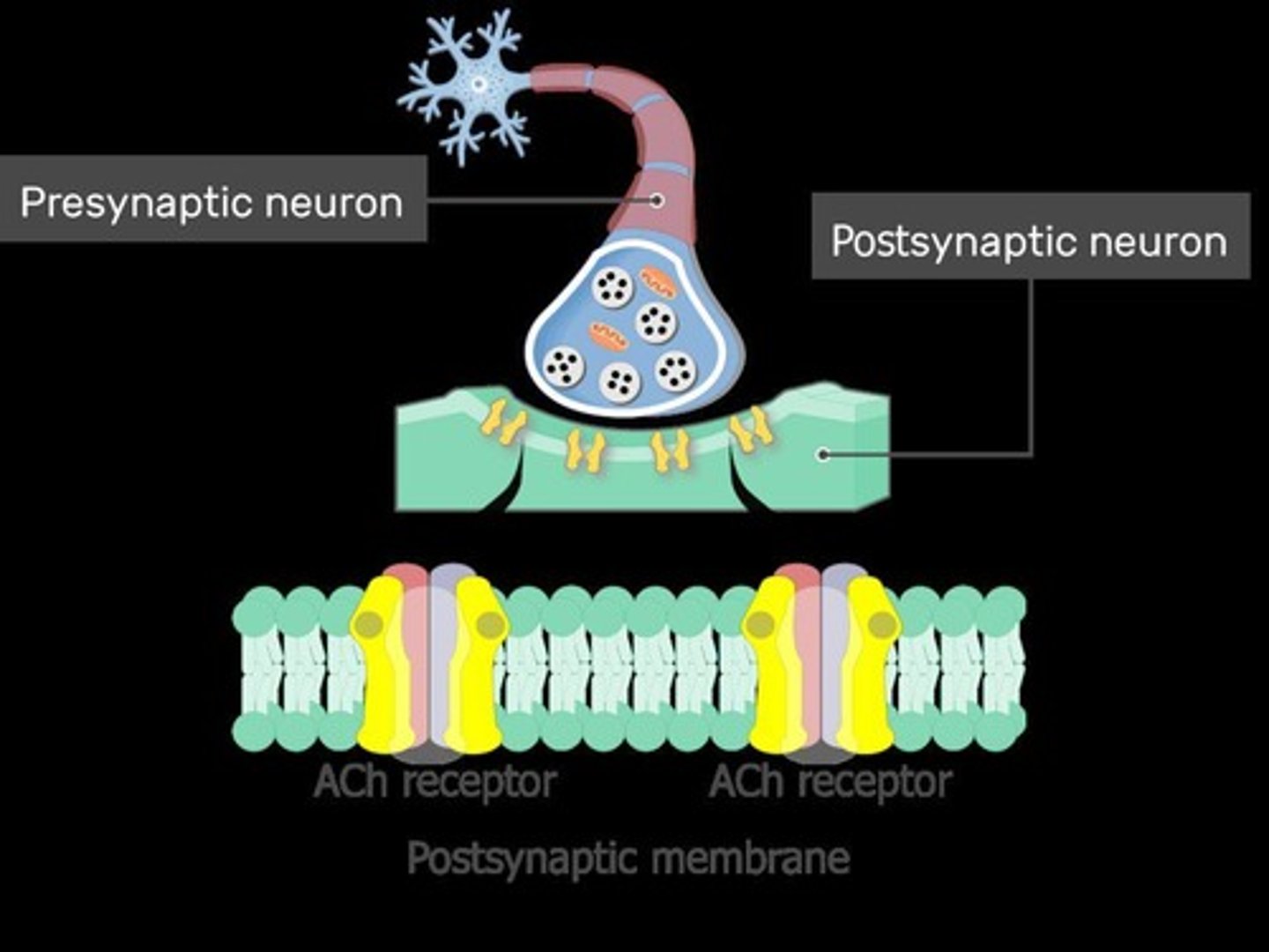 <p>Protein responding to neurotransmitter acetylcholine.</p>
