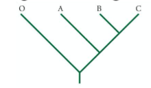 <p>Only represents branching pattern; branch lengths meaningless</p>