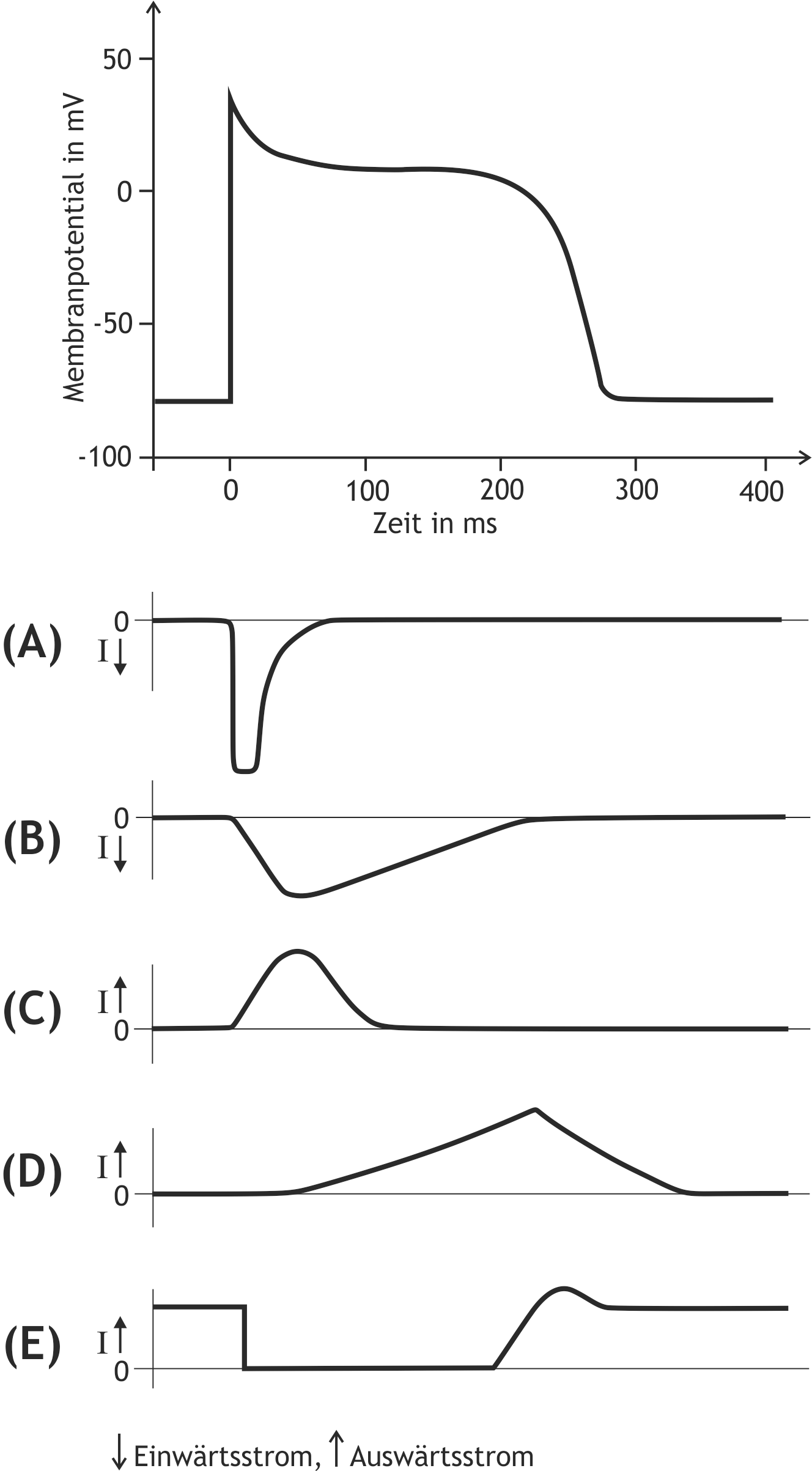 <p>32. The diagram below shows, at the top, the action potential of a working myocardial cell and, beneath it, five simultaneous current traces.</p><p>Which of the curves (A) to (E) best represents the current (I) through an inwardly rectifying K⁺ channel (current IK1)?</p><p>A. (A)</p><p>B. (B)</p><p>C. (C)</p><p>D. (D)</p><p>E. (E)</p>