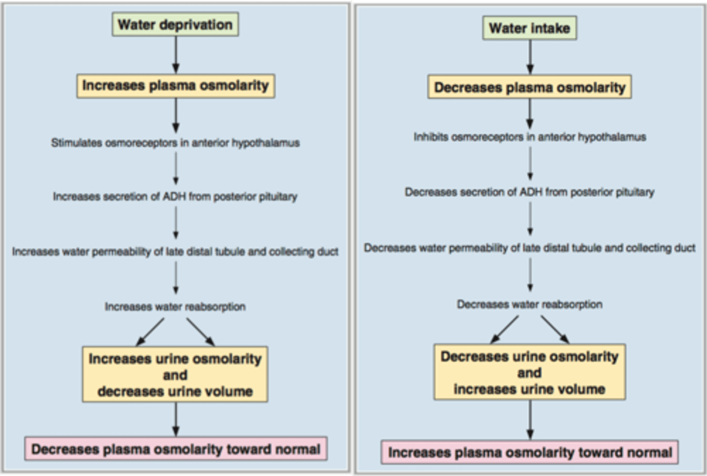 <p>ex.) Dehydration</p><p>Increase plasma osmolarity</p><p>increase osmoreceptors</p><p>increase ADH</p><p>Increase h20 reabsorption in CD</p><p>decrease h20 excretion</p><p>- increase urine osmolarity</p><p>- decrease plasma osmolarity</p>