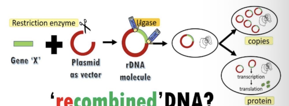 <p>A method that combines genetic material from different sources to create new and useful combinations.</p>