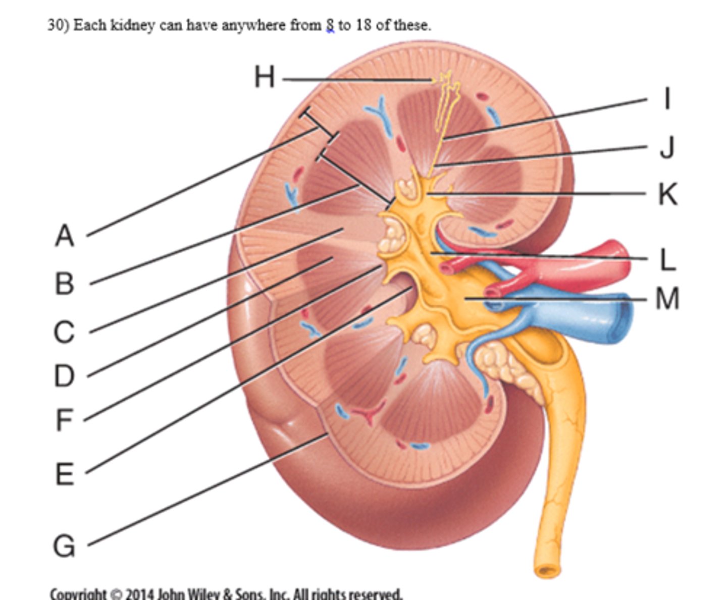 <p>Letter C - minor calyces</p>