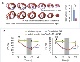 <p><span>•Much interest in stem cells but what about myocardial cells?</span></p><p><span>•Neonatal mice can regenerate their hearts-loss of this ability correlates with loss of Erbb2 a Neuregulin coreceptor</span></p><p><span>•Loss of neuregulin</span></p><p style="text-align: left"><span>&nbsp;&nbsp; sensitivity??</span></p><p></p><p><span>Although there has been a lot of interest and money poured into stem cell therapy as a way to repair human hearts this has so far not been successful, what about doing it the fish way and stimulate the cardiomyocytes?</span></p><p style="text-align: left"><span>Although adult mammals cannot regenerate their heart, it is known&nbsp; in fact, that the neonatal mice can regenerate their heart in a similar way as zebrafish but loose this ability soon after birth.</span></p><p style="text-align: left"><span>Interestingly, a recent paper correlated this loss of regeneration in mice with reduction in erbb2 expression which is required for Neu signal transduction, it is a coreceptor for this signal.&nbsp; Thus one speculation is that mammal lose their ability to regenerate due to loss of responsivity to Neuregulin. Could restoration of sensitivity help regeneration?</span></p><p style="text-align: left"><span>To put this to the test a trangenic mouse that had a doxyxcyline inducible- dominant active form of erbb2 was created. This transgene was then induced for some time after an infarct was created in these mice,&nbsp; interestingy they were able to induce cardiomyocyte proliferation a significant improvement in function, and could show a smaller scar area. As can be seen in the serial sections in K (lower line) compared to controls (upper line); see also quantification of the right.</span></p><p style="text-align: left"><span>Also a functional measurements showed an improvement (panel H). Now this is just a first experiment and will need further work, is the effect indeed due to hyperplasia?, nevertheless is suggests that if stem-cells won’t work in heart regeneration perhaps heart muscle cells can be tricked into regenerating the damaged tissue.</span></p><img src="https://knowt-user-attachments.s3.amazonaws.com/a9283bde-92ce-48ae-a643-1af8fa5c305e.png" data-width="100%" data-align="center"><p></p>
