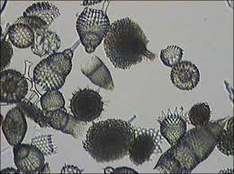 <p>typically made of silica that is deposited within the outer layer of their cells.</p>