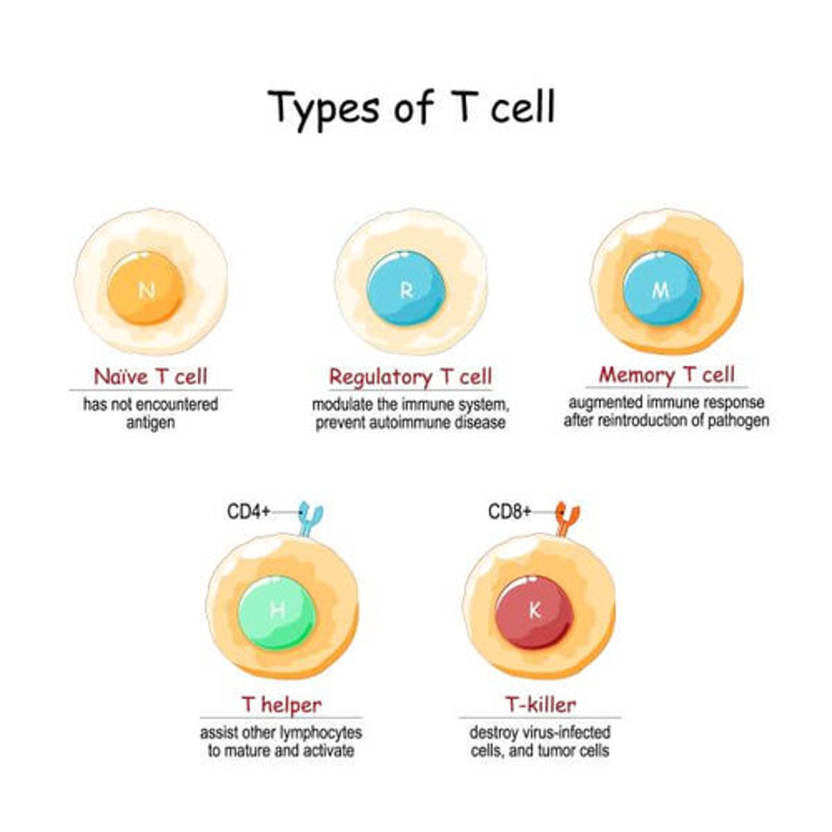 <p>1. CD4 (T4 cells) (Helper T cells)</p><p>2. CD8 cell (T8 cells) (Cytolytic T cells)</p><p>3. Delayed hypersensitive T cells (Tdh)</p><p>4. Suppressor T cells (Ts)</p><p>5. Memory T cells</p>