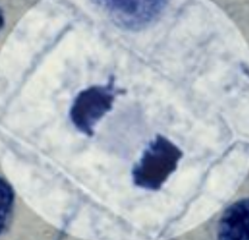 <p>nuclear membrane forms around set of chromosomes @ each pole</p><p>i.e.) 2 genetically identical nuclei are produced</p><p>chromosomes uncoil back into chromatin</p>