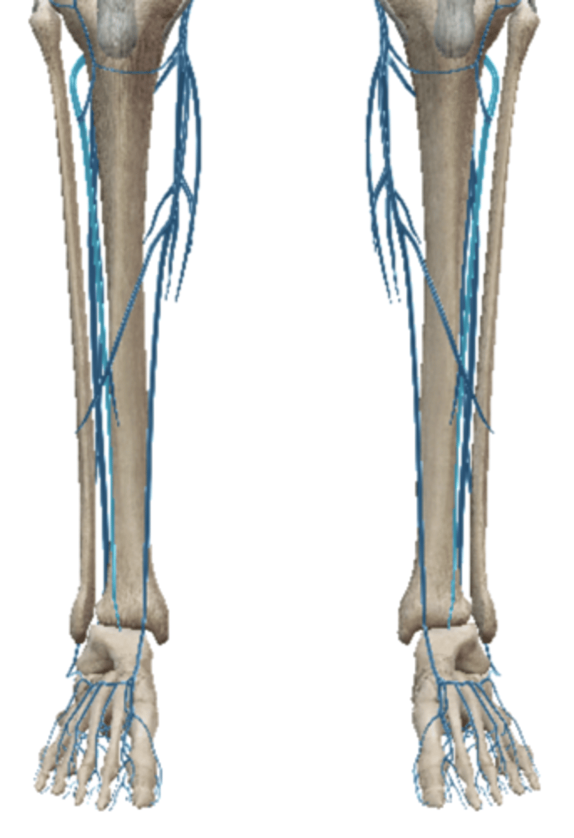 <p>from plantar arch</p>