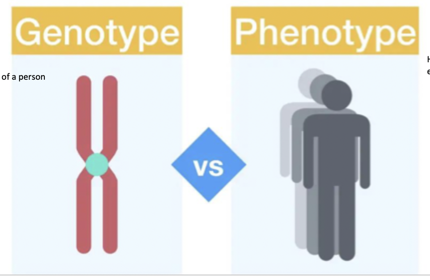 <p>genotype - individual genetic makeup of a person</p><p>phenotype - how that genetic makeup is expressed through observable traits</p>