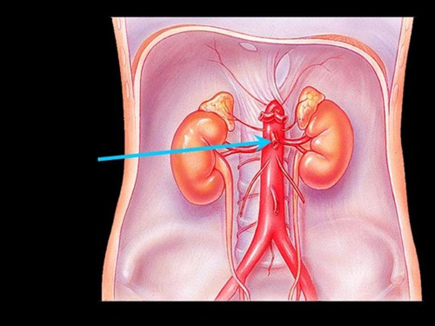 <p>Identify the vessel (include artery vs vein)</p>
