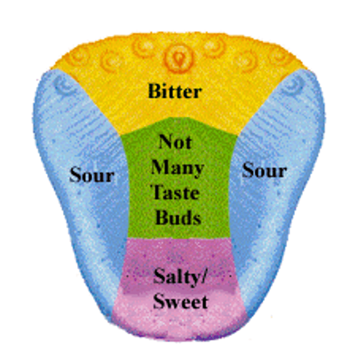 <p>Specialized cells located on the tongue and in the mouth that detect different tastes.</p>