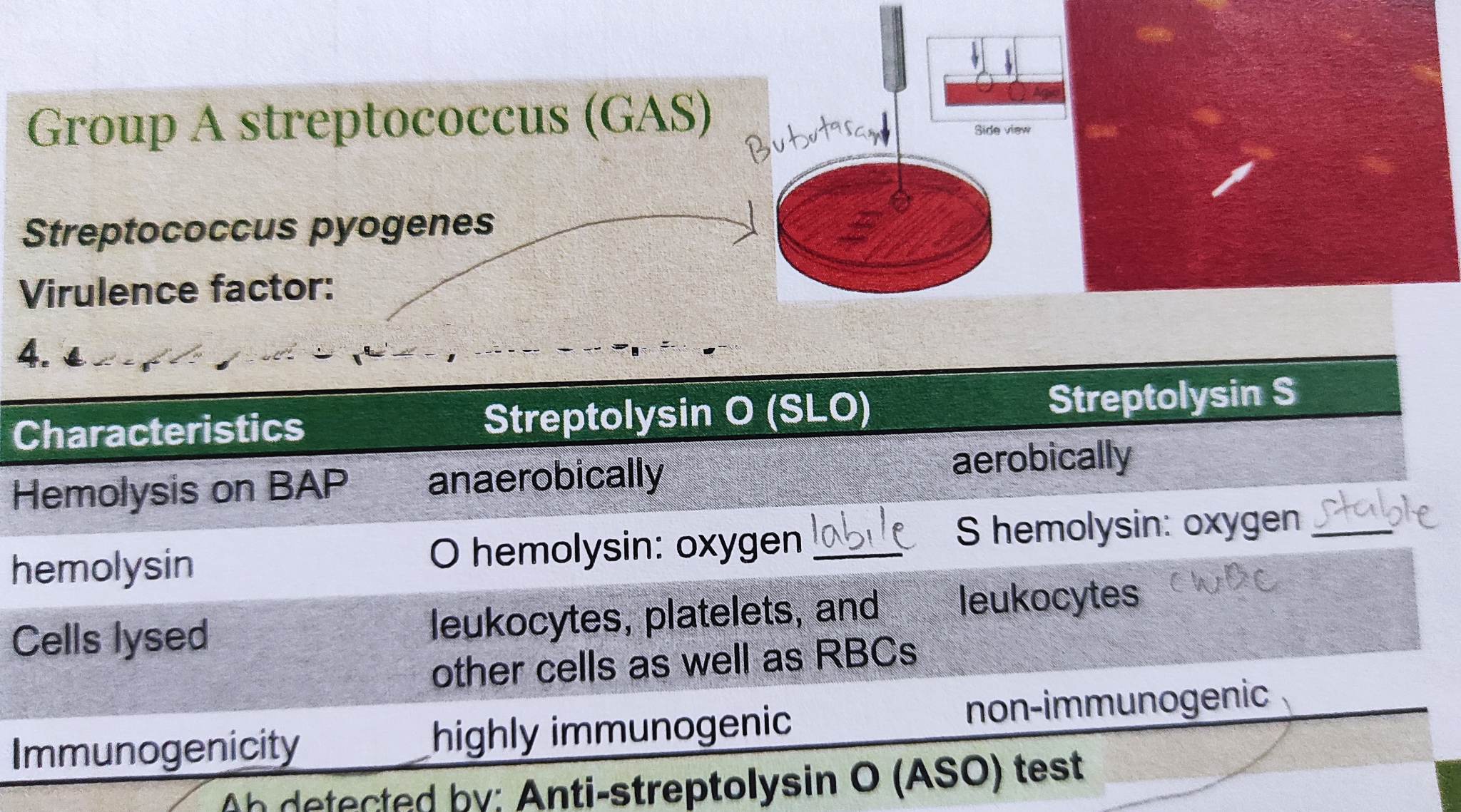 Group A streptococcus (GAS) %%**Streptococcus pyogenes**%%

Virulence factor: