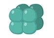 <p>Spherical bacteria that divide in three planes and remain attached in groups of eight</p>