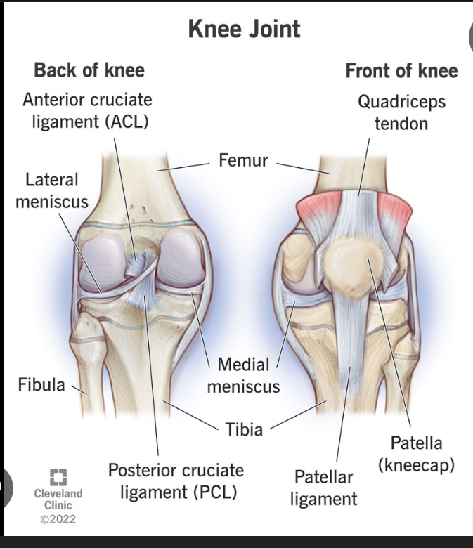 <ul><li><p>Femur </p></li><li><p>Tibia </p></li><li><p>Patella</p></li></ul><p></p>