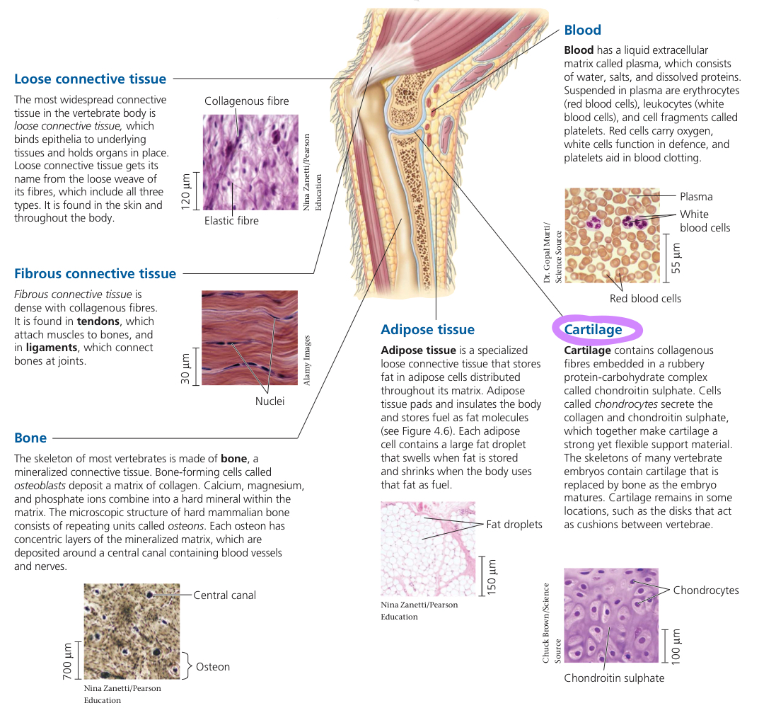 <p>Strong, flexible structural connective tissue acting as a cushion, preventing bones to crush away at each other.</p>