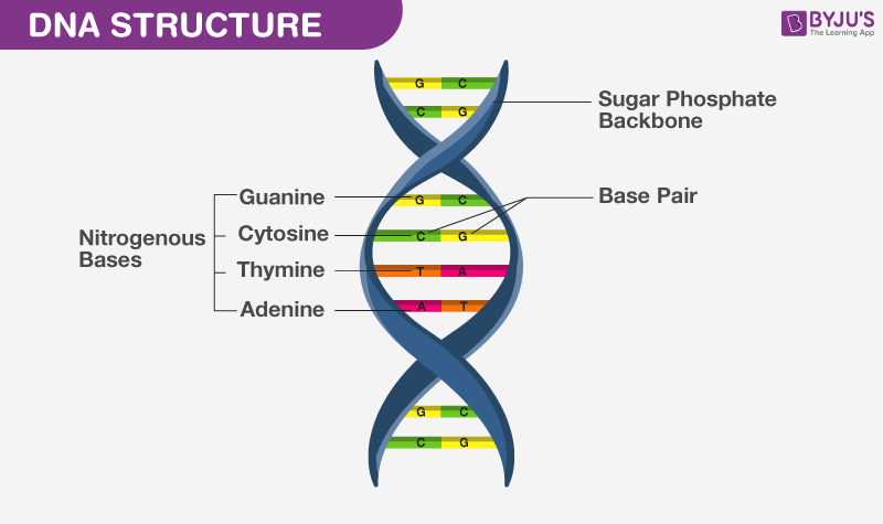 <p></p><ul><li><p><span>DNA is a double-stranded nucleic acid forming a double helix</span></p></li><li><p><span>Backbone: Alternating sugar (deoxyribose) and phosphate groups</span></p></li><li><p><span>Nitrogenous bases: Extend inward and pair via hydrogen bonds (A–T, C–G)</span></p></li><li><p><span>Strands are antiparallel: one runs 5′ → 3′, the other 3′ → 5′</span></p></li><li><p><span>Twist of helix: About 10 base pairs per turn</span></p></li></ul><p></p>