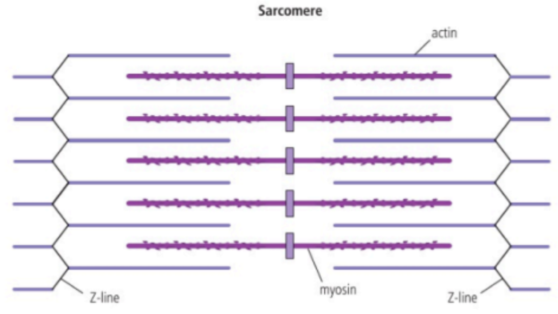 <p>Sarcomere contracts by sliding of actin and myosin filaments</p><ul><li><p>Muscle → Bundle of muscle fibres → Single muscle fibre → Myofibrils → Sarcomere</p></li><li><p><strong>Myofibrils</strong> = Composed of repeating sarcomeres units; Many of these make up one muscle fiber</p></li><li><p><strong>Sarcomeres</strong> = Long fibrous proteins that are attached to each other end to end; Synchronised movement (One moves, all move) → Shortens muscle fibre / entire muscle</p><ul><li><p>Striations of skeletal muscle = Alternating fibers of myosin and actin</p><p><strong>“I band”</strong> = Thin <strong>actin</strong> filaments = Light</p><p><strong>“A band”</strong> = Thick <strong>myosin</strong> filaments + actin filaments on outer edge = Dark</p></li></ul></li><li><p><strong>Actin</strong> = Round proteins linked in chain to form filament</p></li><li><p><strong>Myosin</strong> = Long thin protein + Movable head; Linked together in bundles to form filament (Multiple heads)</p></li></ul><p></p><ul><li><p>In sarcomere, myosin remains stationary while the actin on both sides move towards the centre using movable heads on myosin</p></li><li><p>When sarcomeres contract, the actin filaments slide over the myosin fibers, resulting in sarcomere shortening</p><ul><li><p>Due to overlap, muscle appears <strong>lighter</strong> when contract</p></li></ul></li></ul><p></p>
