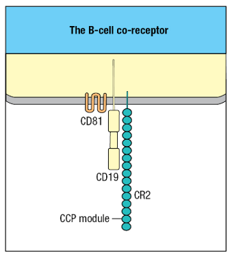 <p>CR2; CD19; CD81</p>