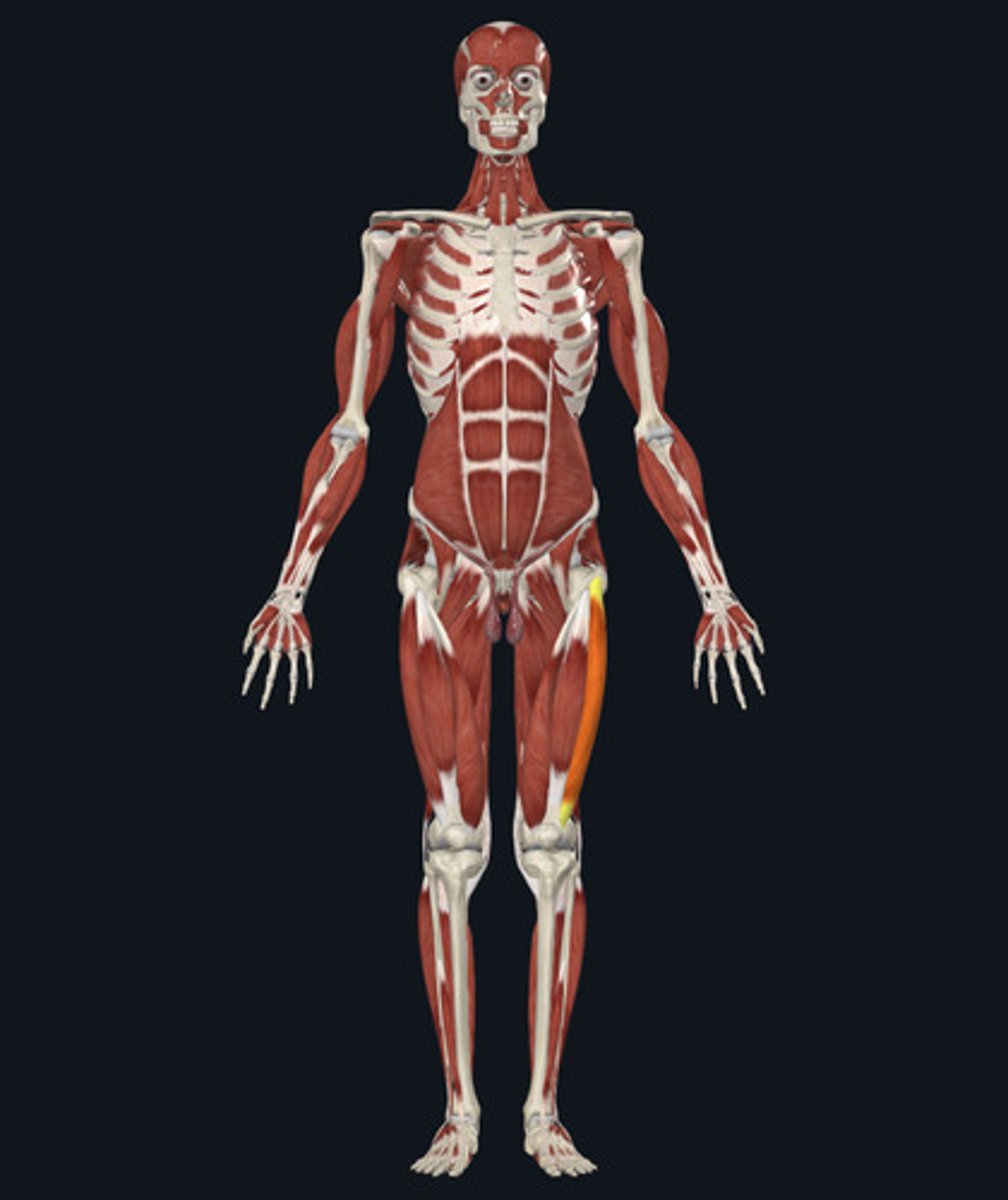 <ul><li><p><u>Origin:</u>&nbsp;Femur</p></li><li><p><u>Insertion:</u>&nbsp;Tibia</p></li><li><p><u>Action:</u>&nbsp;Knee extension</p></li></ul><p></p>