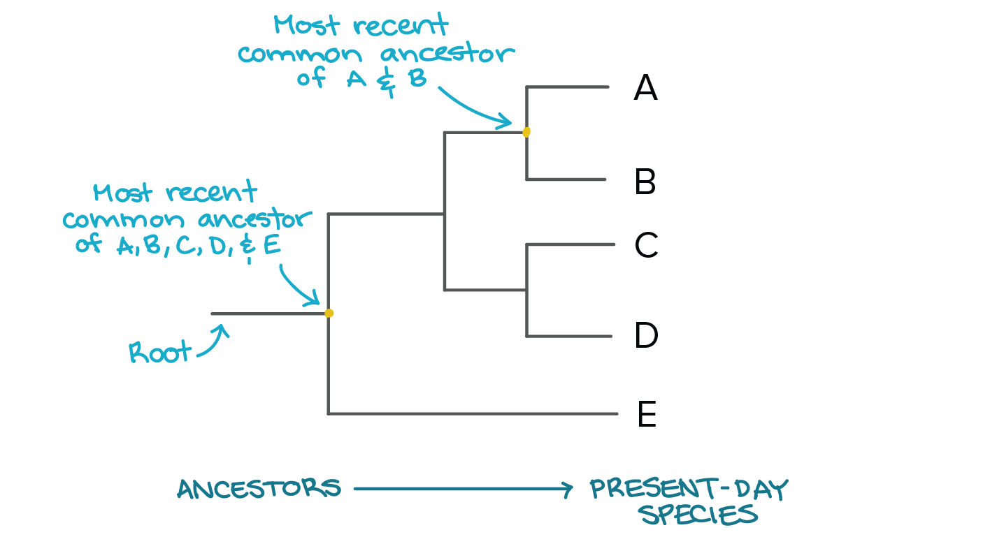 <p>shows the evoltution occuring in a gene sequence: branches indicate shared common ancestor.</p>