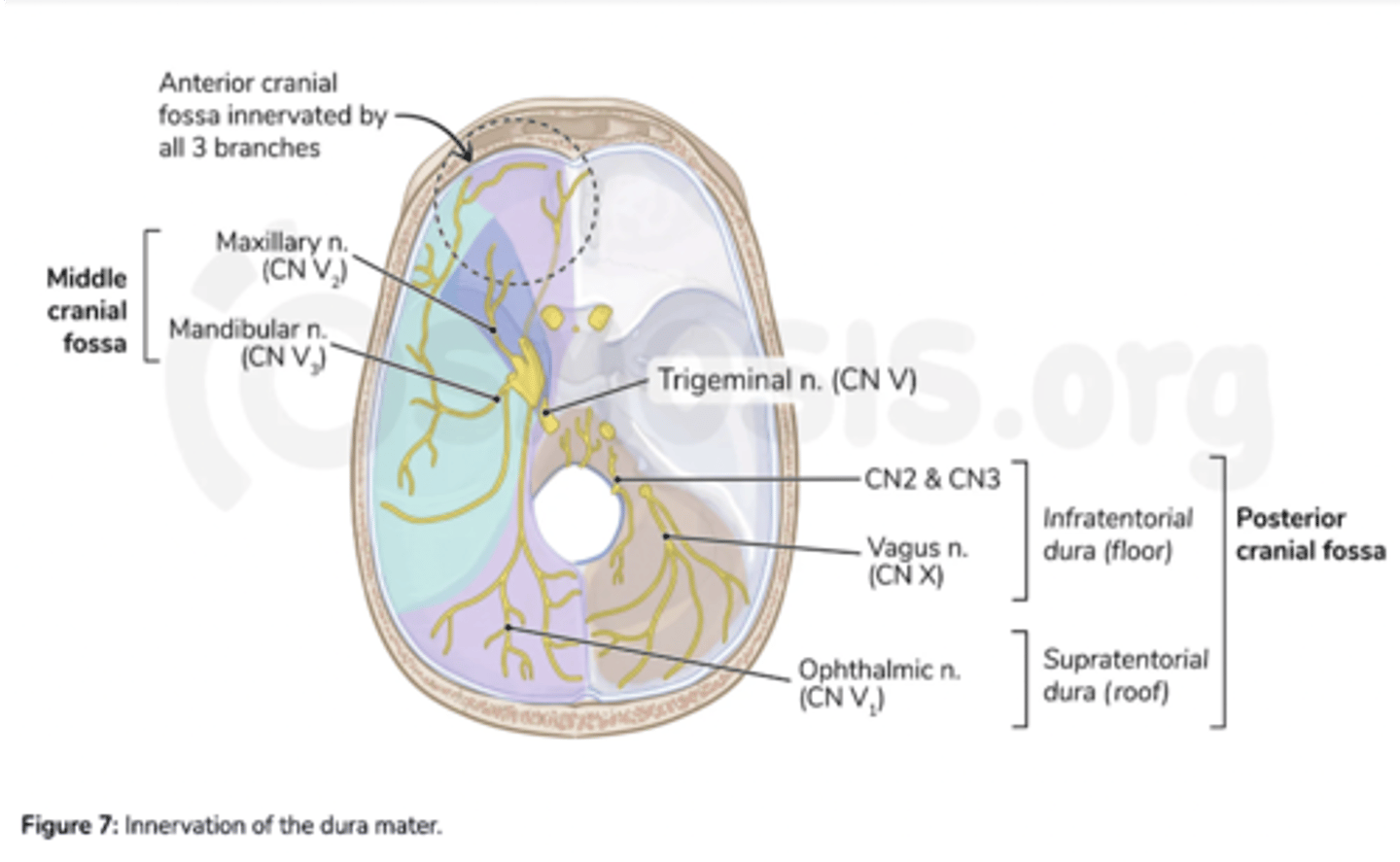 <p>Meningeal branches of V2 and V3</p>