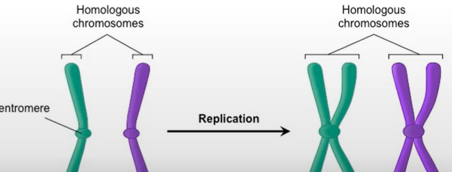 <ul><li><p><strong>Before Mitosis (S Phase):</strong> One chromosome duplicates into <strong>two sister chromatids</strong> joined at the <strong>centromere</strong> (still considered <strong>one chromosome</strong>).</p></li><li><p><strong>Anaphase/Telophase:</strong> Sister chromatids <strong>separate</strong>, becoming <strong>individual chromosomes</strong>, <strong>temporarily doubling</strong> the chromosome count.</p></li><li><p><strong>After Mitosis &amp; Cytokinesis:</strong> Each daughter cell has the <strong>same chromosome number</strong> as the original cell.</p></li><li><p><strong>Next S Phase:</strong> Chromosomes <strong>duplicate again</strong>, forming new <strong>sister chromatids.</strong></p></li></ul><p></p>