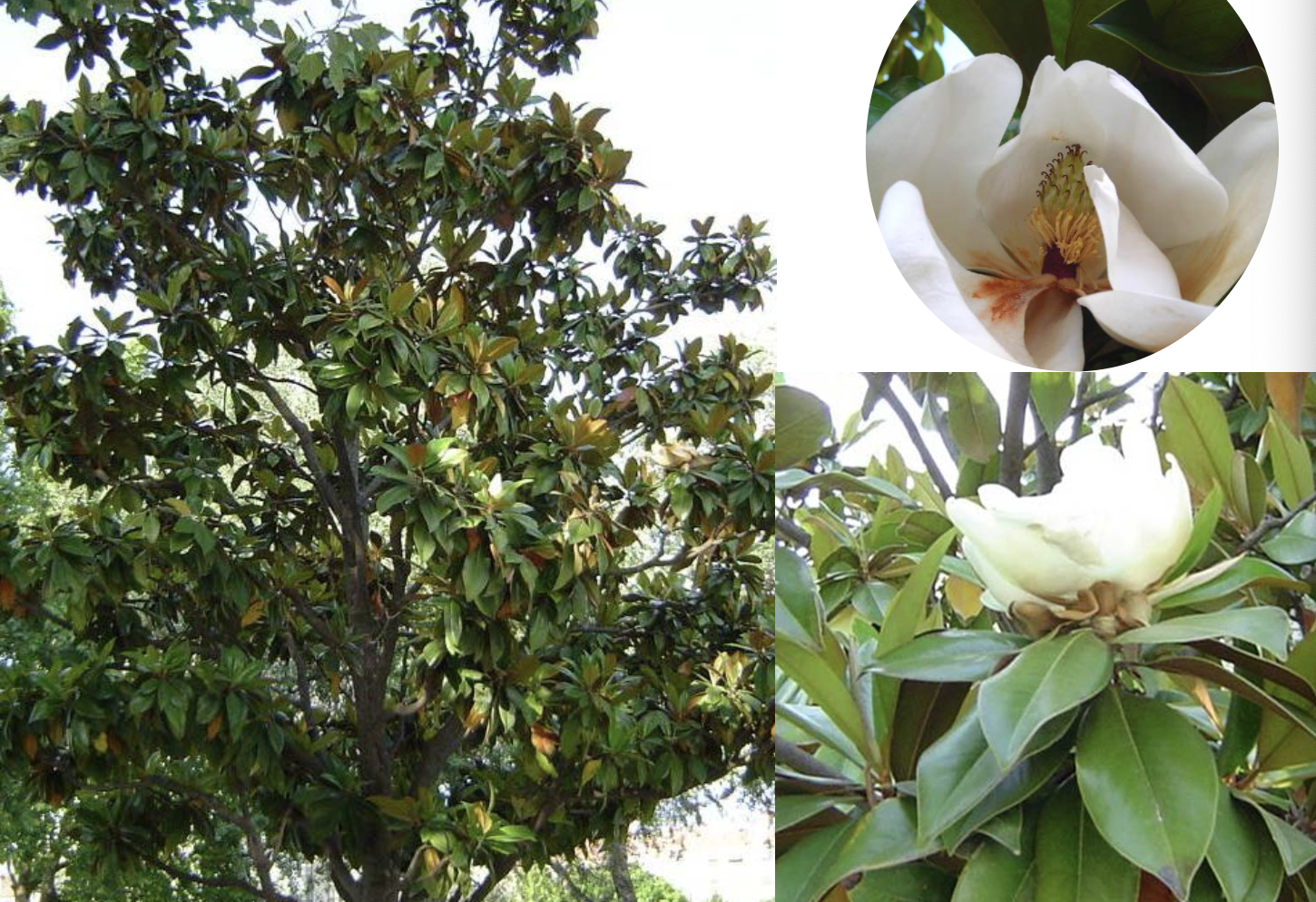 <p>Identificar la Magnoliaceae</p>