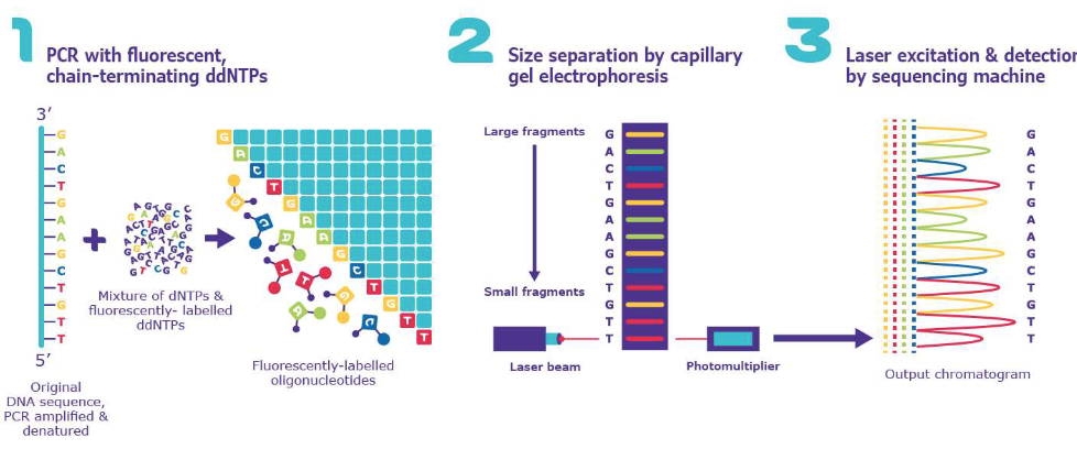 <p>Many DNA polymerases attempting to copy many copies of the DNA template strand</p><p>Eventually we will have a dideoxy-terminated strand corresponding to every possible nucleotide in the original DNA strand</p>