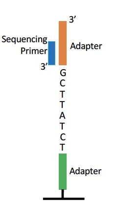 <p>For the DNA segment below, what are the first 3 bases of sequencing read 1 and sequencing read 2?</p><p><span>a) CGA, AGA </span></p><p><span>b) CGA, TCT</span></p><p><span>c) GCT, AGA</span></p><p><span>d) GCT, TCT</span></p>